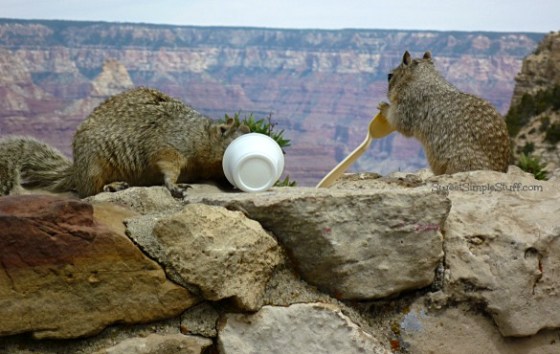 Grand Canyon Squirrels